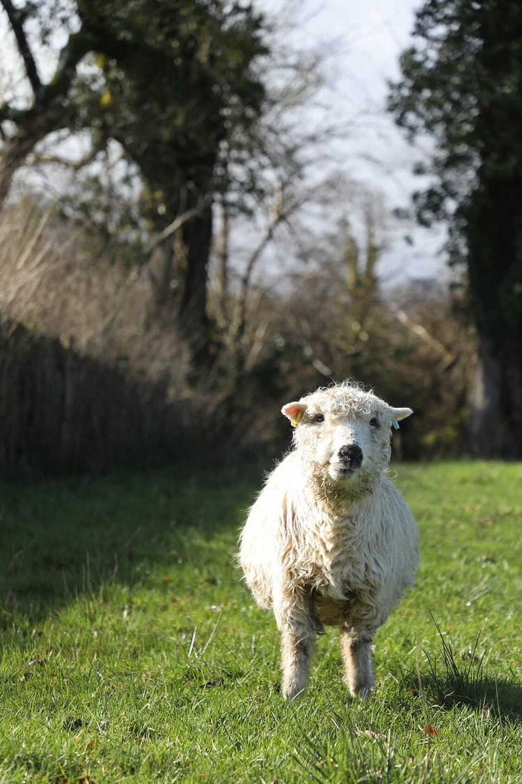 Greyface Dartmoor Longwool Sheepskin Rug