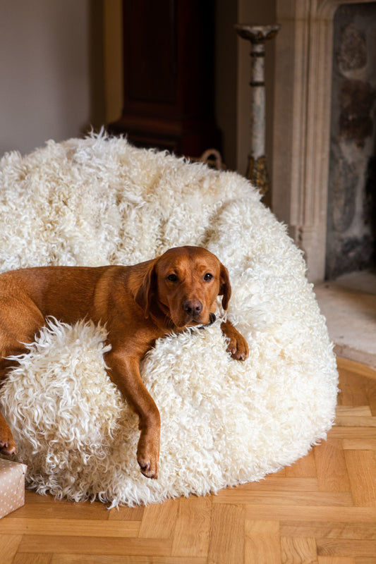 Giant Shaggy Whiteface Dartmoor Bean Bag