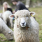Devon & Cornwall Longwool Sheepskin Rug