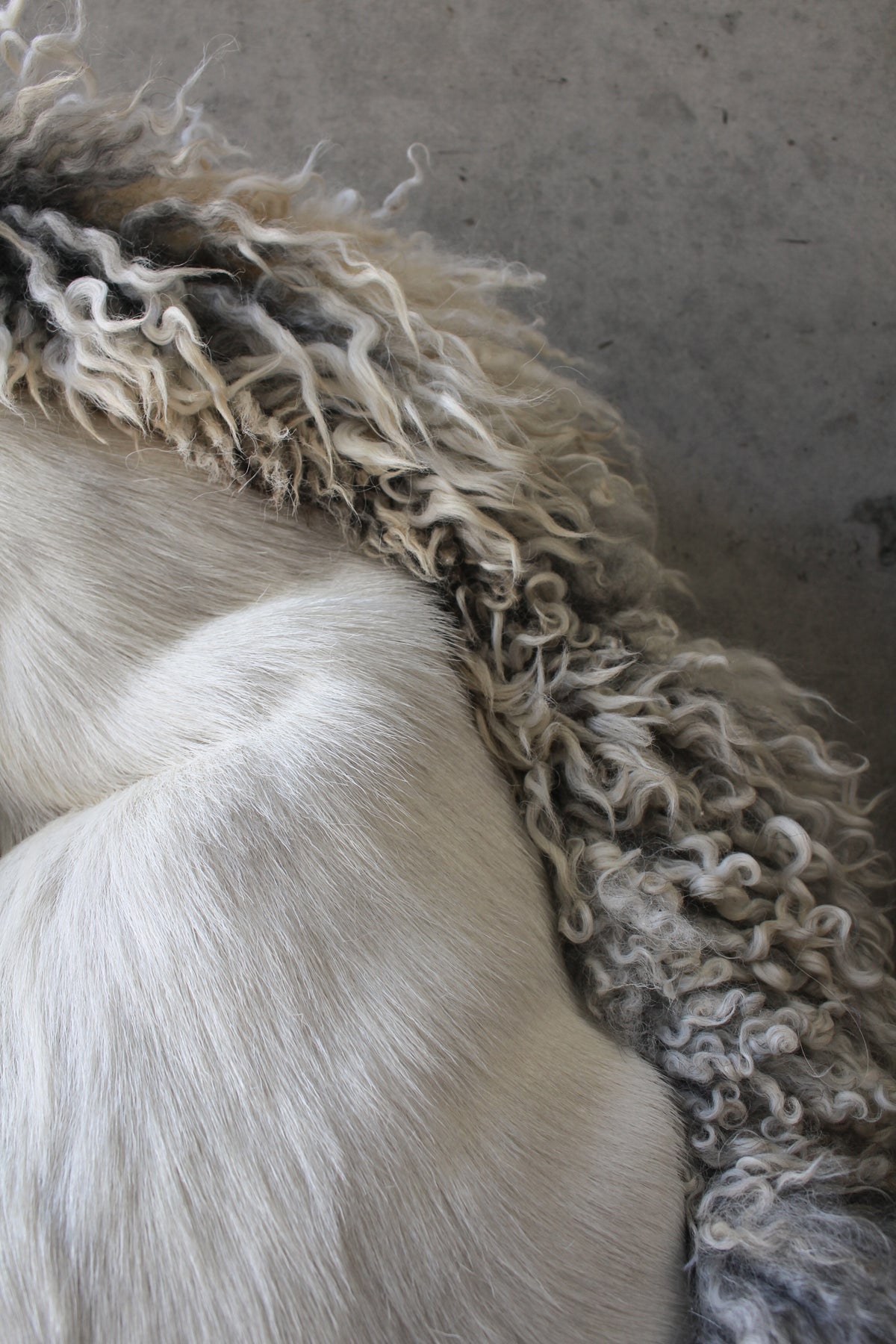 Horse Cushion Three