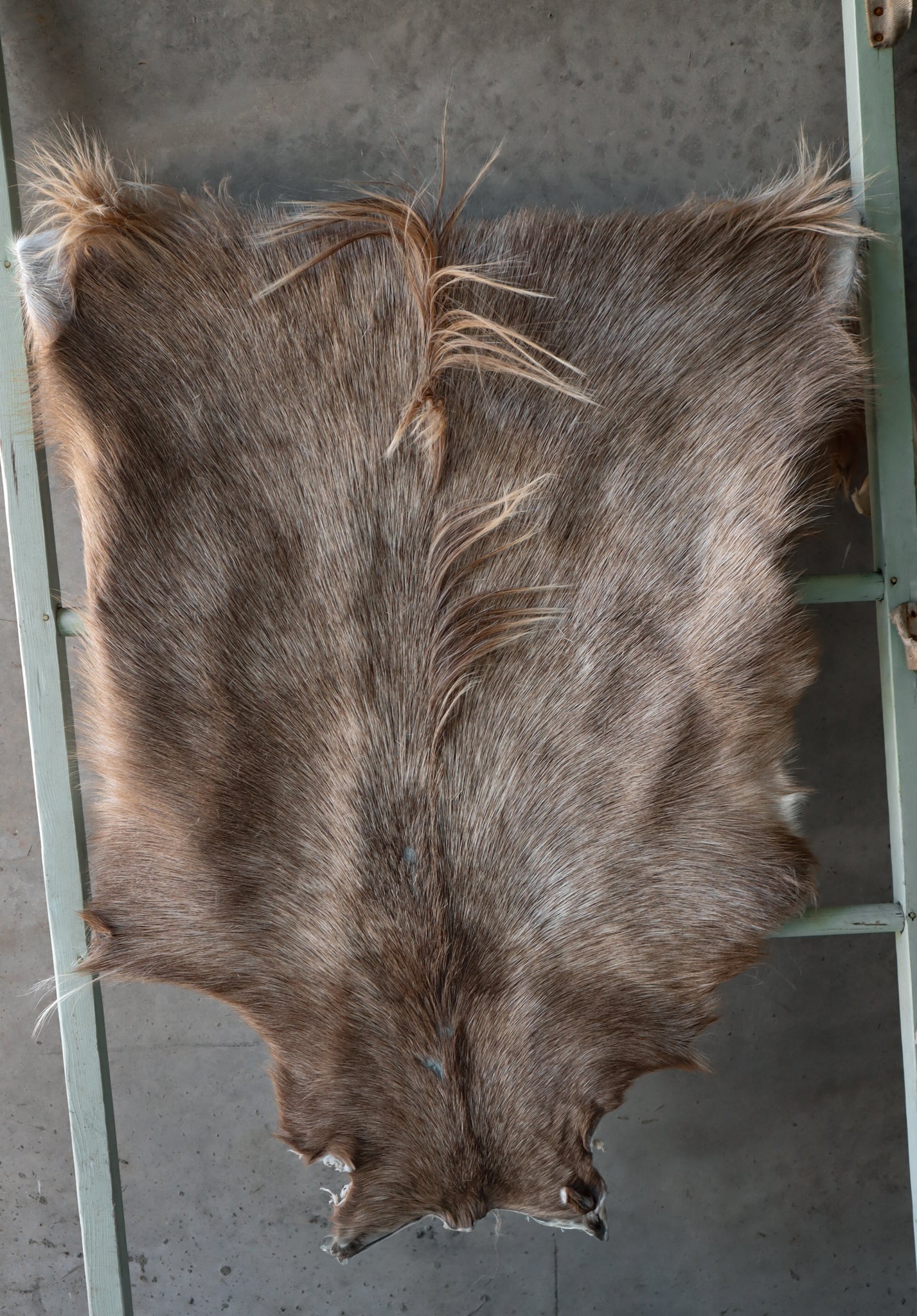 Cornish Goat Hide Beige