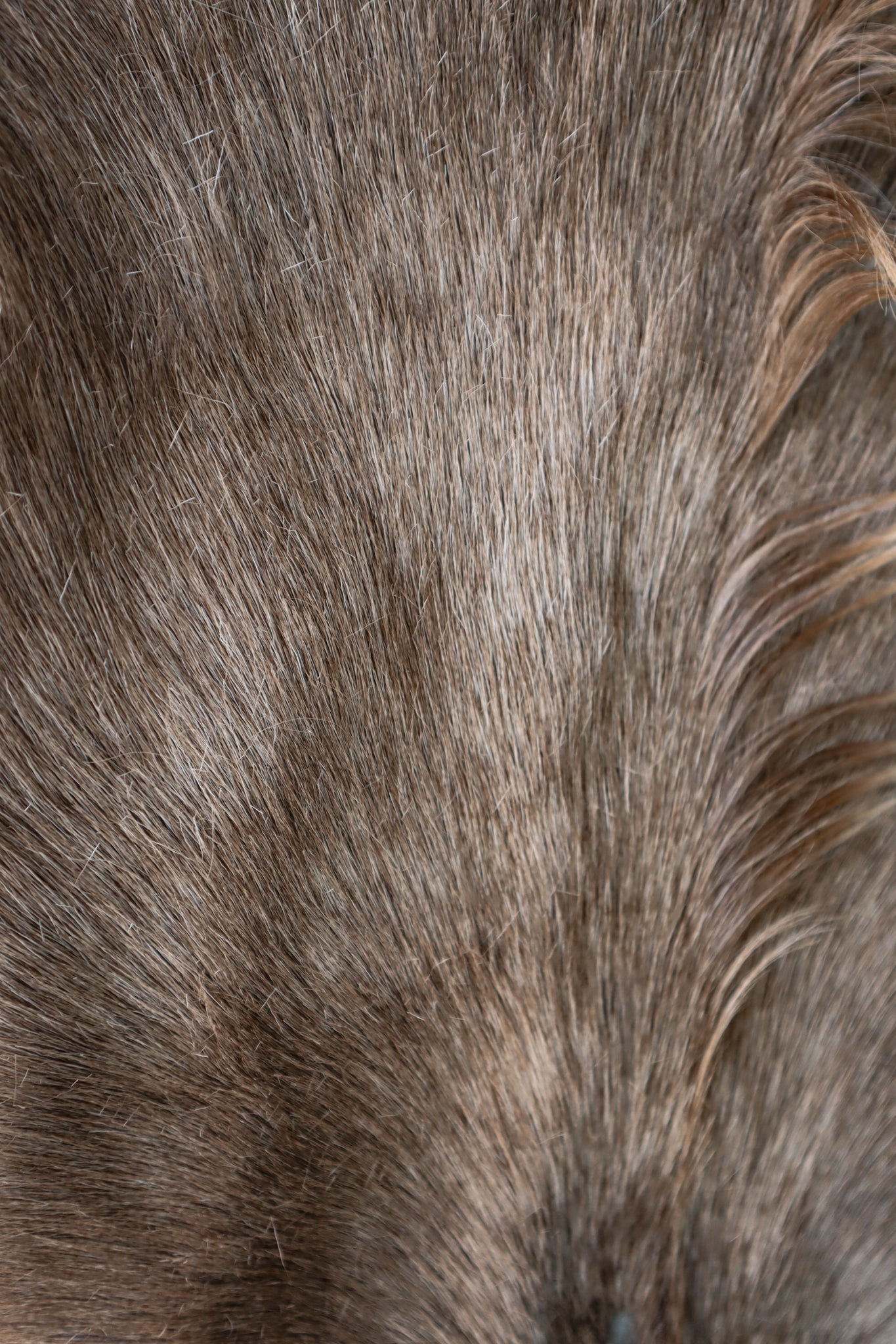 Cornish Goat Hide Beige