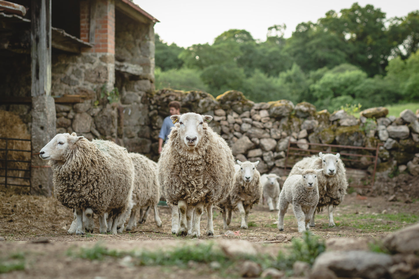 Whiteface Dartmoor Longwool Sheepskin Rug