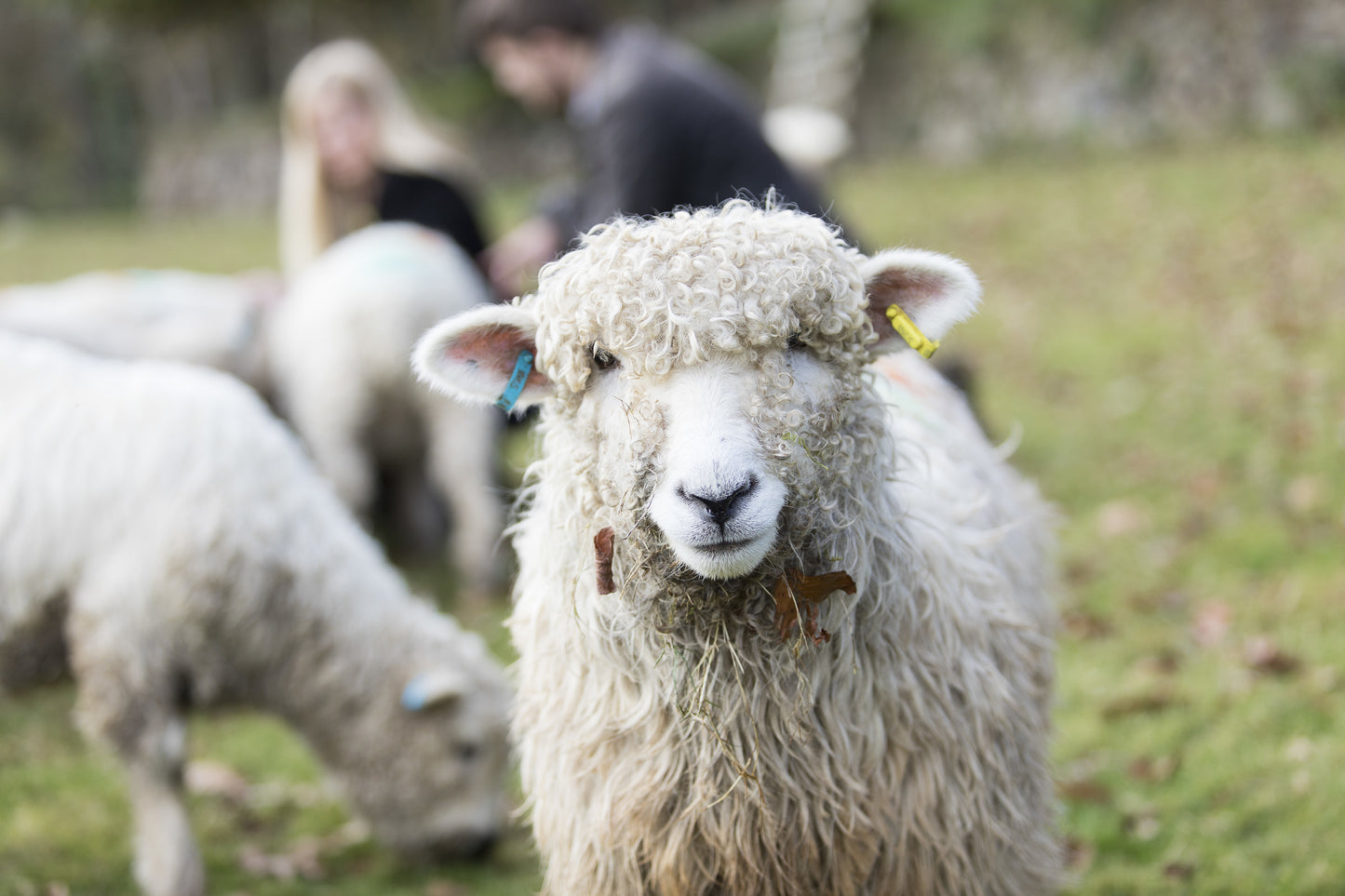Devon & Cornwall Longwool Sheepskin Rug